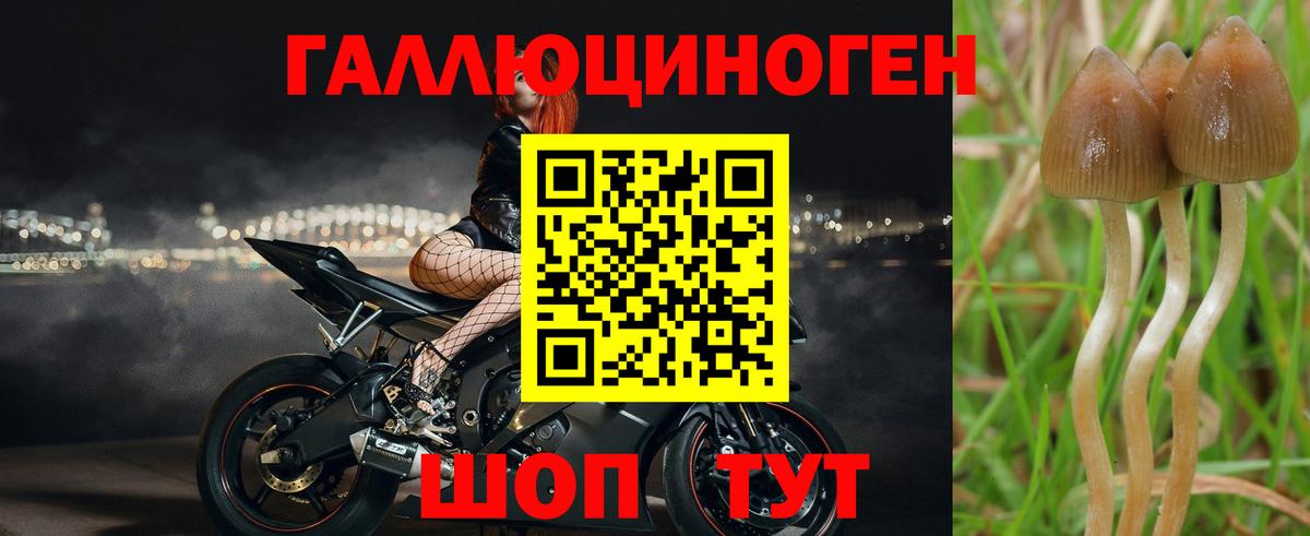 Псилоцибиновые грибы мицелий Нижний Новгород